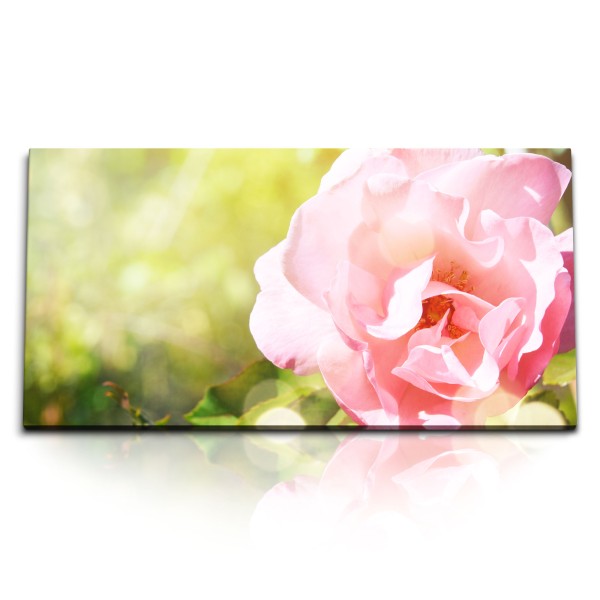 Paul Sinus Art Kunstdruck Bilder 120x60cm Rosa Blume Sommer Natur Blüte Grün Sonnenschein