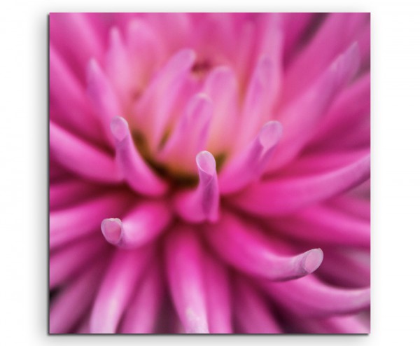 Paul Sinus Art Naturfotografie  Intensiv pinke Blüte auf Leinwand exklusives Wandbild moderne Fotografie für ihre