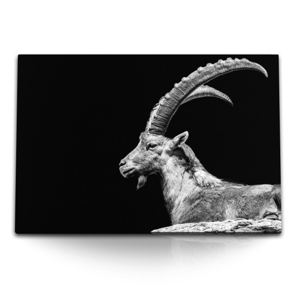 Paul Sinus Art 120x80cm Wandbild auf Leinwand Steinbock Tierfotografie schwarzer Hintergrund Hörner