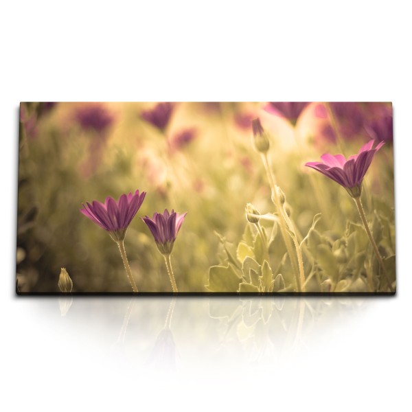 Paul Sinus Art Kunstdruck Bilder 120x60cm Blumen Wildblumen Kosmeen Blumenwiese Natur