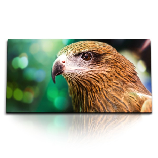 Paul Sinus Art Kunstdruck Bilder 120x60cm Brahminenweih Greifvogel Raubvogel Tierfotografie