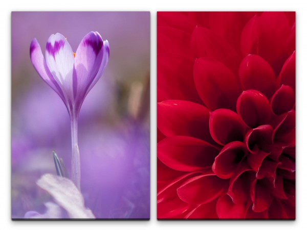 Paul Sinus Art 2 Bilder je 60x90cm Dahlie rote Blüte junge Blume Sommer Violett Fotokunst Makrofotografie