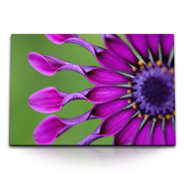 Paul Sinus Art 120x80cm Wandbild auf Leinwand Bornholmmargerite Blume Blüte Violett Lila