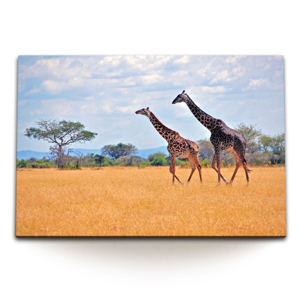 Paul Sinus Art 120x80cm Wandbild auf Leinwand Afrika Giraffen Safari Wildnis Tierfotografie Natur