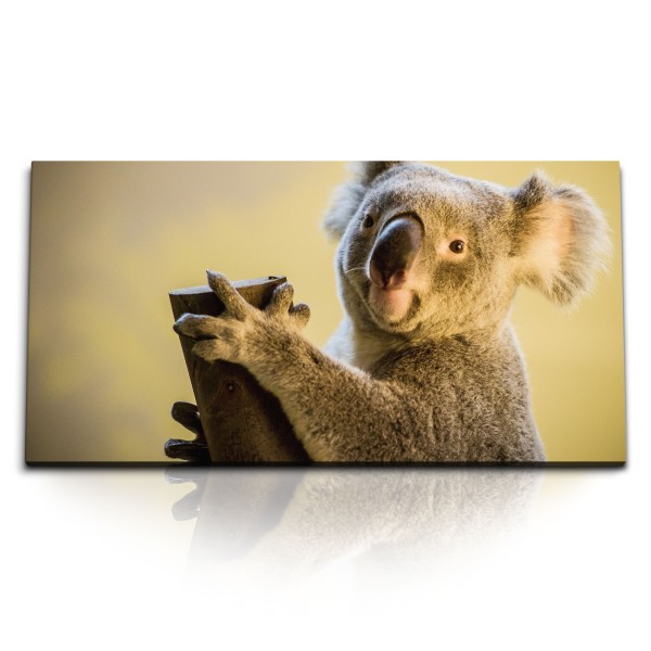 Paul Sinus Art Kunstdruck Bilder 120x60cm Koala Koalabär Australien Tierfotografie