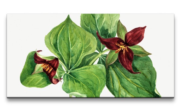 Paul Sinus Art Remaster 120x60cm Botanische Vintage Illustration Red Trillium Dekorativ Kunstvoll