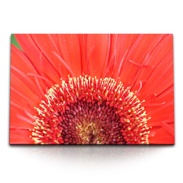 Paul Sinus Art 120x80cm Wandbild auf Leinwand Rote Blume Blüte Nahaufnahme Makrofotografie Rot