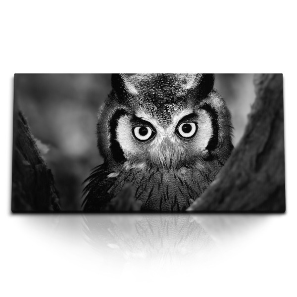 Paul Sinus Art Kunstdruck Bilder 120x60cm Tierfotografie Schwaz Weiß Eule im Wald