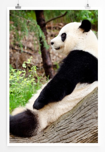 Paul Sinus Art 90x60cm Poster Tierfotografie Riesiger Panda bei der Pause