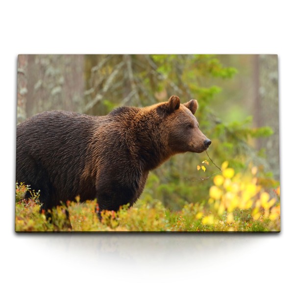 Paul Sinus Art 120x80cm Wandbild auf Leinwand Bär Wald Sibirien Tierfotografie Braunbär Alaska