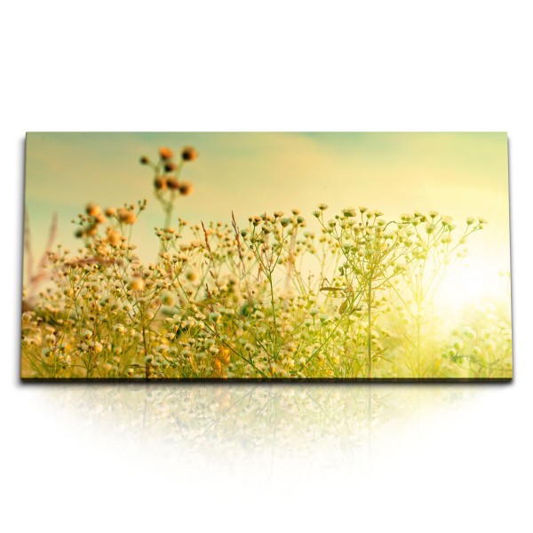 Paul Sinus Art Kunstdruck Bilder 120x60cm Blumen Frühling Gewächs Sonnenschein Sonnenuntergang