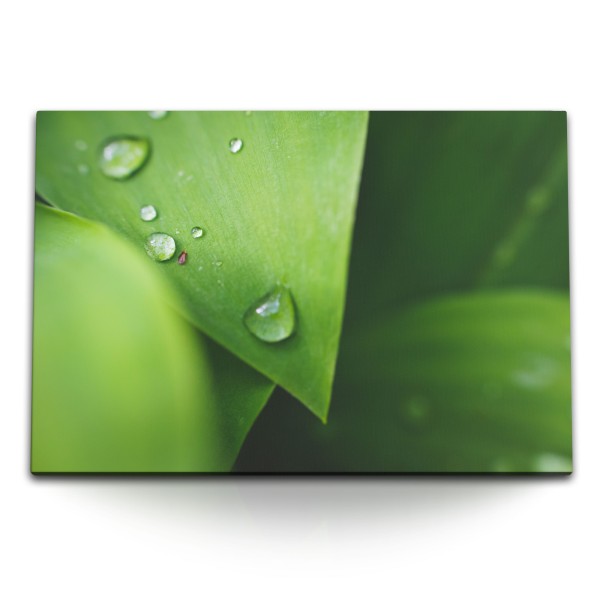 Paul Sinus Art 120x80cm Wandbild auf Leinwand Makrofotografie grüne Pflanze Natur Wassertropfen Regentropfen