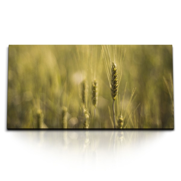 Paul Sinus Art Kunstdruck Bilder 120x60cm Weizen Weizenfeld Feld Sommer Sonnenschein Natur