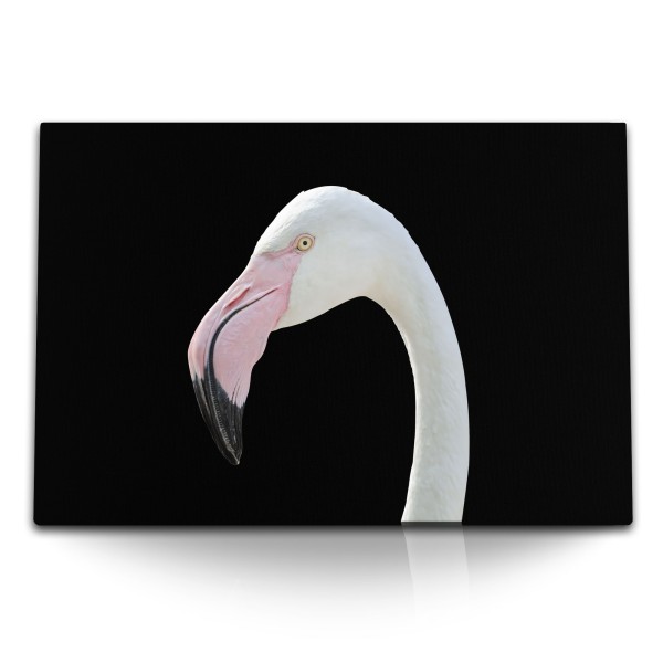 Paul Sinus Art 120x80cm Wandbild auf Leinwand Flamingo schwarzer Hintergrund Tierfotografie Vogel