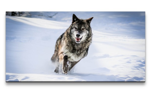 Paul Sinus Art Leinwandbild 120x60cm Wolf Wild Schnee Winter Raubtier schönes Tier