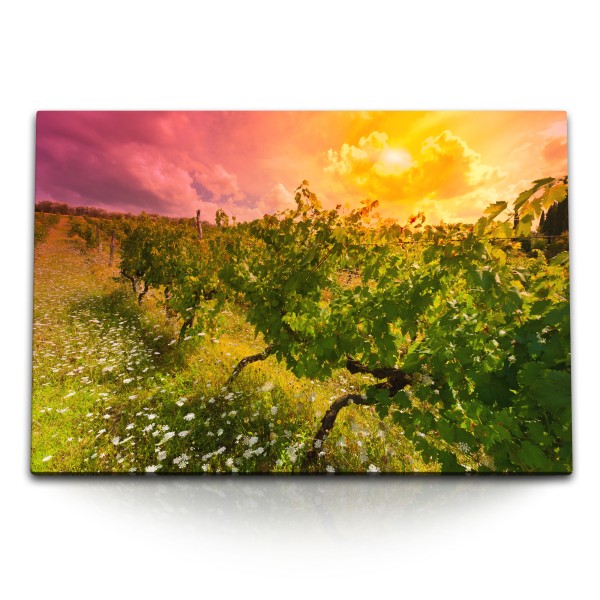 Paul Sinus Art 120x80cm Wandbild auf Leinwand Weinberg Weinanbau Weinrebe Sonnenschein Natur