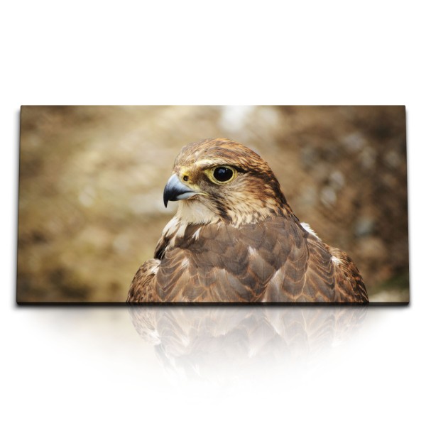 Paul Sinus Art Kunstdruck Bilder 120x60cm Falke Falkenjagd Vogel Tierfotografie Natur