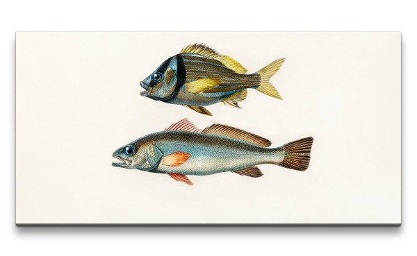 Paul Sinus Art Remaster 120x60cm Fische Vintage Illustration Dekorativ Kunstvoll Minimal