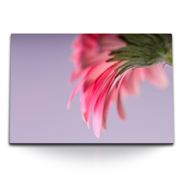 Paul Sinus Art 120x80cm Wandbild auf Leinwand Makrofotografie Blüte Rosa Blume Natur