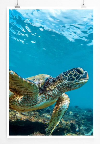 Paul Sinus Art Schildkröte im Meer Hawaii 60x90cm Poster