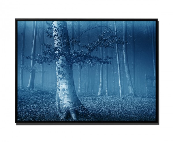 Paul Sinus Art 105x75cm Leinwandbild Petrol Baum Blätterwald Herbst