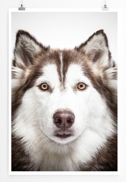 Paul Sinus Art 90x60cm Poster Tierfotografie Sibirischer Husky mit braunen Augen im Porträt