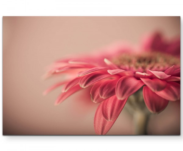 Paul Sinus Art Vintage  Gerbera pink - Leinwandbild