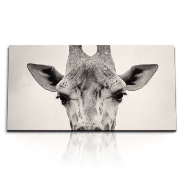 Paul Sinus Art Kunstdruck Bilder 120x60cm Porträt Giraffe Tierfotografie Afrika Kunstvoll