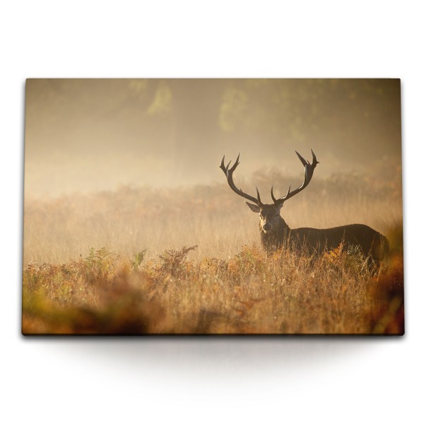 Paul Sinus Art 120x80cm Wandbild auf Leinwand Hirsch Tierfotografie Grasland Natur Hirschgeweih