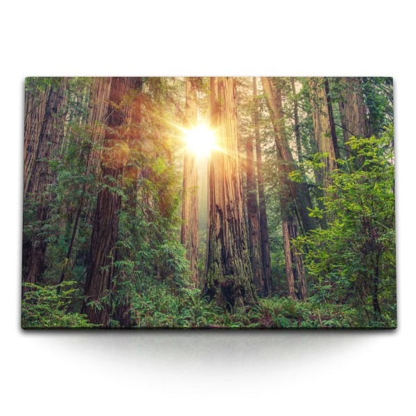 Paul Sinus Art 120x80cm Wandbild auf Leinwand Redwood Nationalpark Kalifornien große Bäume Sonnenstrahl