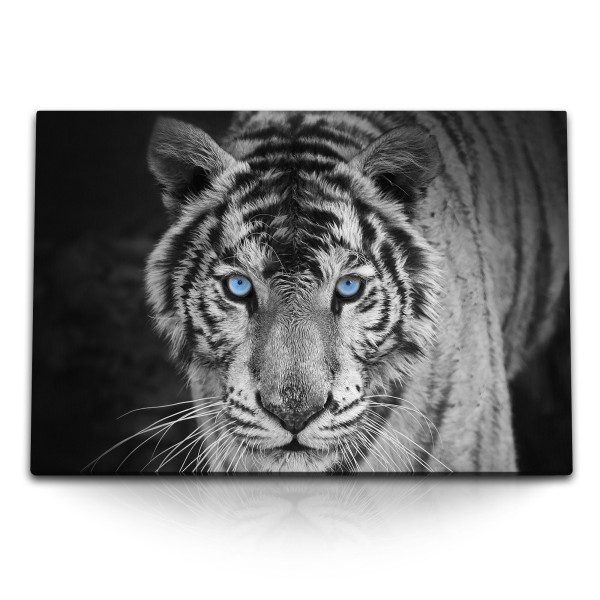 Paul Sinus Art 120x80cm Wandbild auf Leinwand Tiger mit blauen Augen Raubkatze Tierfotografie