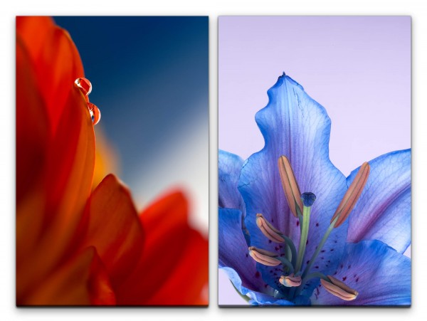 Paul Sinus Art 2 Bilder je 60x90cm Lilie rote Blüte blaue Blüte Wassertropfen Empfindsam Romantisch Makrofotografie