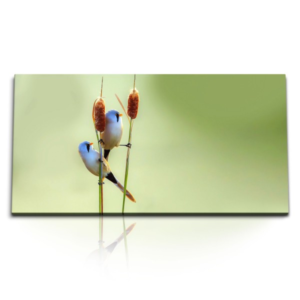 Paul Sinus Art Kunstdruck Bilder 120x60cm Kleine Vögel Natur Grün Tierfotografie Vogelfotografie