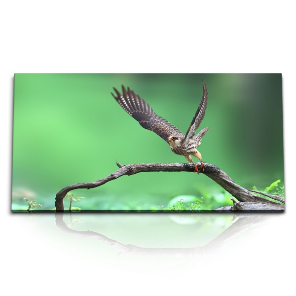 Paul Sinus Art Kunstdruck Bilder 120x60cm Falke Raubvogel Natur Tierfotografie Grün Greifvogel