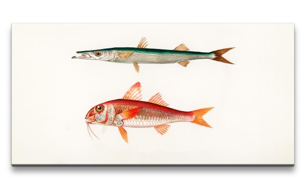 Paul Sinus Art Remaster 120x60cm Fische Vintage Illustration Dekorativ Kunstvoll Minimal