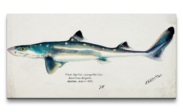 Paul Sinus Art Remaster 120x60cm Hai Dornhai Spiny Dogfish alte Illustration Vintage Forschung Evolution