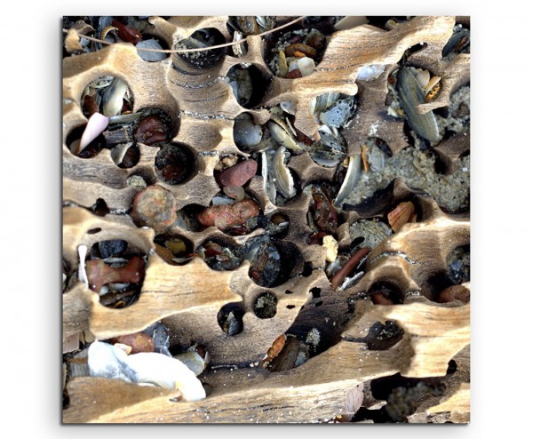 Paul Sinus Art Naturfotografie – Holz und Muscheln am Strand auf Leinwand