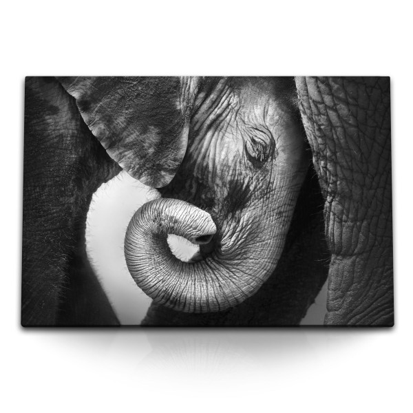 Paul Sinus Art 120x80cm Wandbild auf Leinwand Baby Elefant Tierfotografie Schwarz Weiß Kunstvoll