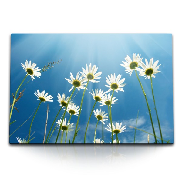 Paul Sinus Art 120x80cm Wandbild auf Leinwand Gänseblümchen Sommer blauen Himmel Blumen