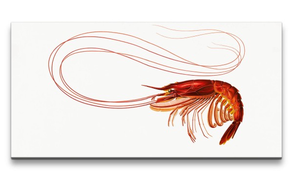 Paul Sinus Art Remaster 120x60cm Schöne Illustration Shrimp Garnele Kunstvoll Dekorativ