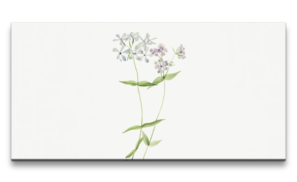 Paul Sinus Art Remaster 120x60cm Botanische Vintage Illustration Flammenblume Minimalistisch Dekorativ