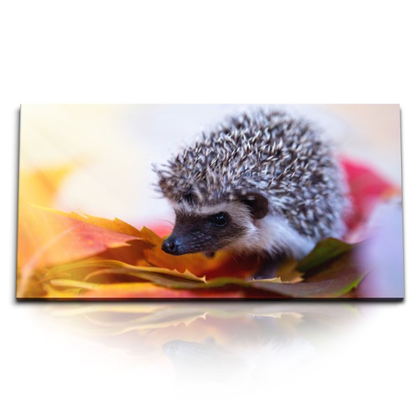 Paul Sinus Art Kunstdruck Bilder 120x60cm Kleiner Igel Babyigel Tierfotografie Herbstblätter