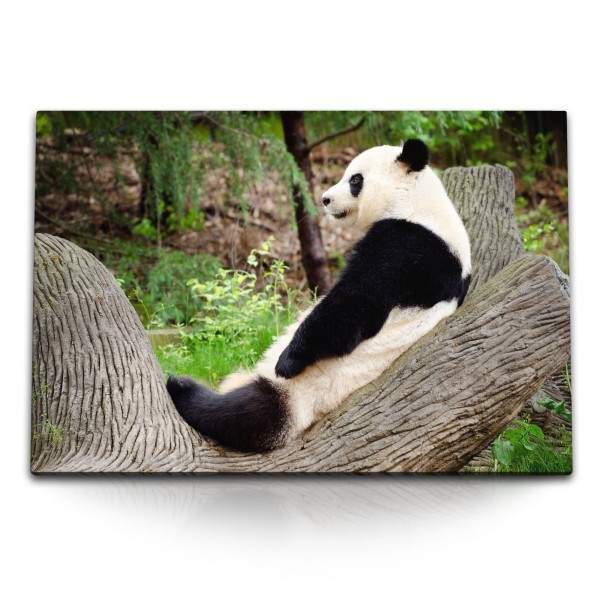 Paul Sinus Art 120x80cm Wandbild auf Leinwand Panda Pandabär China Bär Baumstamm Tierfotografie