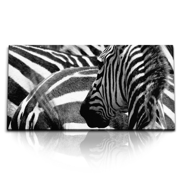 Paul Sinus Art Kunstdruck Bilder 120x60cm Zebras Schwarz Weiß Tierfotografie Afrika Wildnis