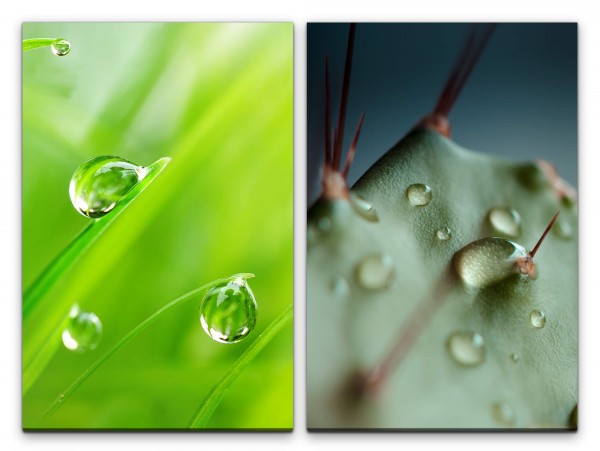 Paul Sinus Art 2 Bilder je 60x90cm Gras Grashalme Wassertropfen Grün Kaktus Frische Makrofotografie