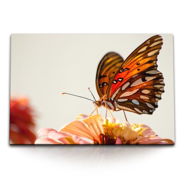 Paul Sinus Art 120x80cm Wandbild auf Leinwand Schmetterling Tierfotografie Blume Blüte Nahaufnahme