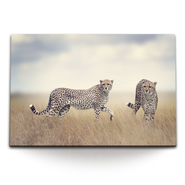 Paul Sinus Art 120x80cm Wandbild auf Leinwand Zwei Geparde Afrika Raubkatzen Steppe Tierfotografie