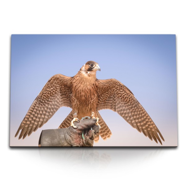 Paul Sinus Art 120x80cm Wandbild auf Leinwand Falke Falkenjagd Dubai Raubvogel Greifvogel