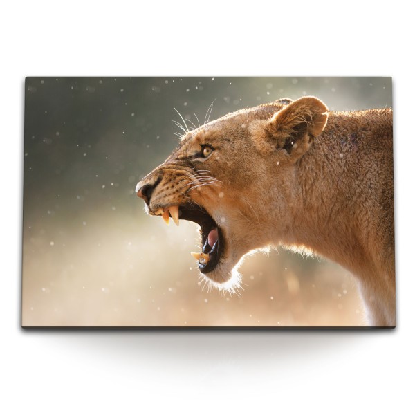 Paul Sinus Art 120x80cm Wandbild auf Leinwand Löwin Löwe Afrika Tierfotografie Wildnis Raubkatze