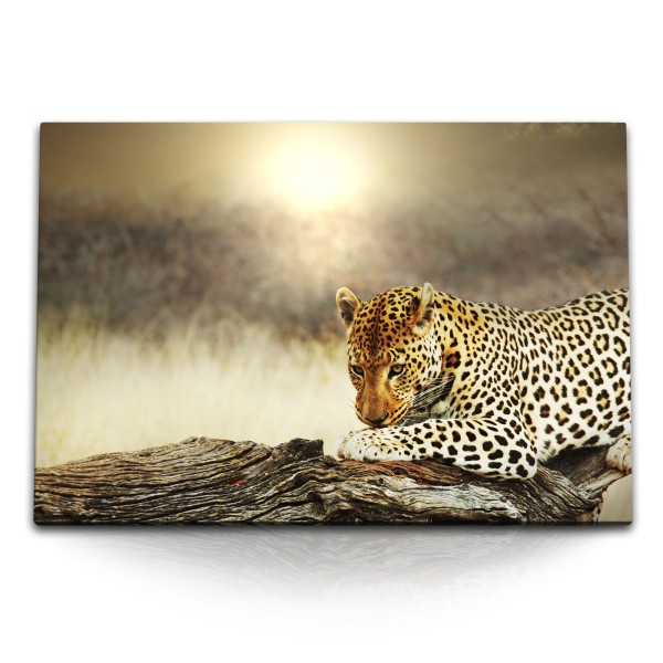 Paul Sinus Art 120x80cm Wandbild auf Leinwand Jaguar Leopard Raubkatze Wildnis Tierfotografie